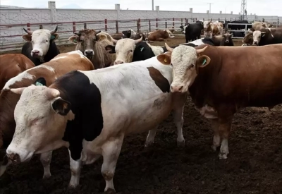 Adana kurbanlık fiyatları 2022!