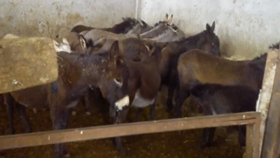 Valilikten kesilen 12 eşek ile 6 ata ilişkin açıklama