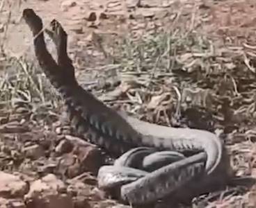 Engerek yılanlarının çiftleşme dansı kamerada