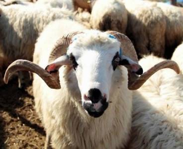 Adana'da kurbanlık fiyatları belirlendi