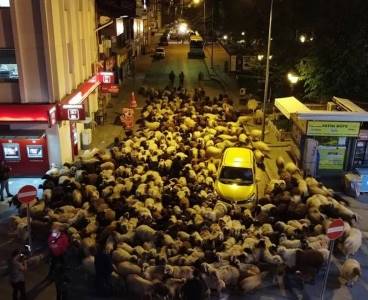 Koyun sürüsü şehir merkezine girerse...