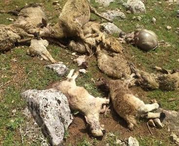 Saimbeyli’de Kurt Koyunları Telef Etti