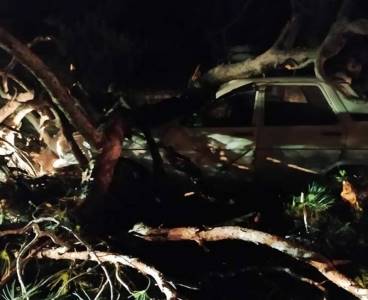 Seyir Halindeki Aracın Üzerine Çam Ağacı Düştü: 2 Yaralı