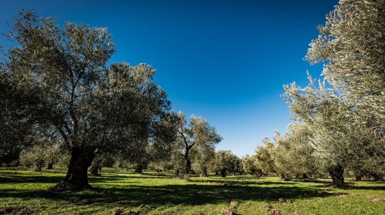 zeytin-bahcesi.jpg