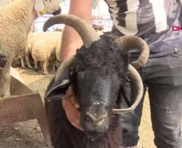 İmamoğlu'nda Doğan 4 Boynuzlu Bereketin Fiyatı Dudak Uçuklattı