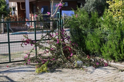 Sarıçam’da İmam ile dernek başkanı arasında ’ağaç kesme’ tartışması