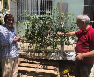 Betonu delen domates görenleri şaşkına çeviriyor