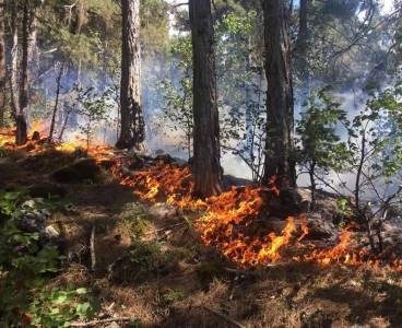 Horzum'da orman yangını