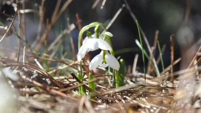 Kardelen Çiçekleri açmaya başladı