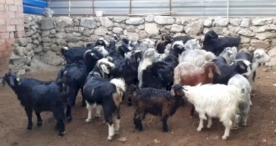 Kozan’daki küçükbaş hayvanlarda şap hastalığı çıktı
