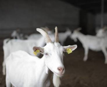 Keçi sütünde koronaya karşı etkili protein keşfedildi