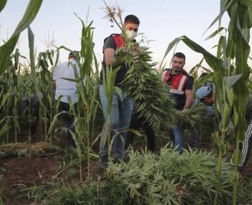 Şanlıurfa'da mısır tarlasında uyuşturucu operasyonu