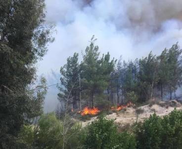 Sarıçam'da orman yangını