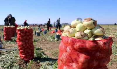 Soğanda fiyatları düşürecek gelişme!