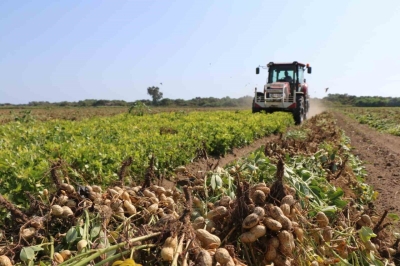 ’Adana Yer Fıstığı’ coğrafi işaret tescil belgesi aldı