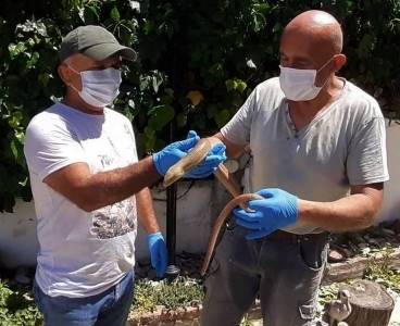 Yılan görünümlü kertenkele yakalandı