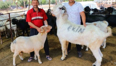 185 kiloluk ‘Karbeyaz’ 20 bin liraya satıldı